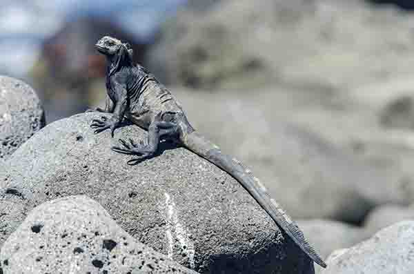 Iguana Marina - isla Seymour Norte - islas Galápagos - Ecuador.jpg